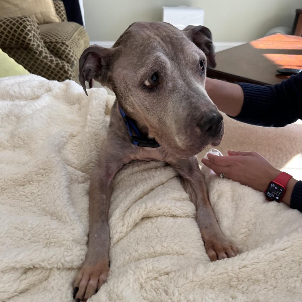 Enlarge Nike, a Adoptable Mixed Breed in Parkton, MD image 4/6