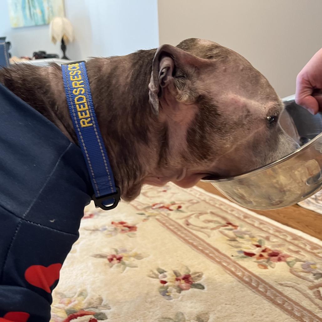 Enlarge Nike, a Adoptable Mixed Breed in Parkton, MD image 1/6