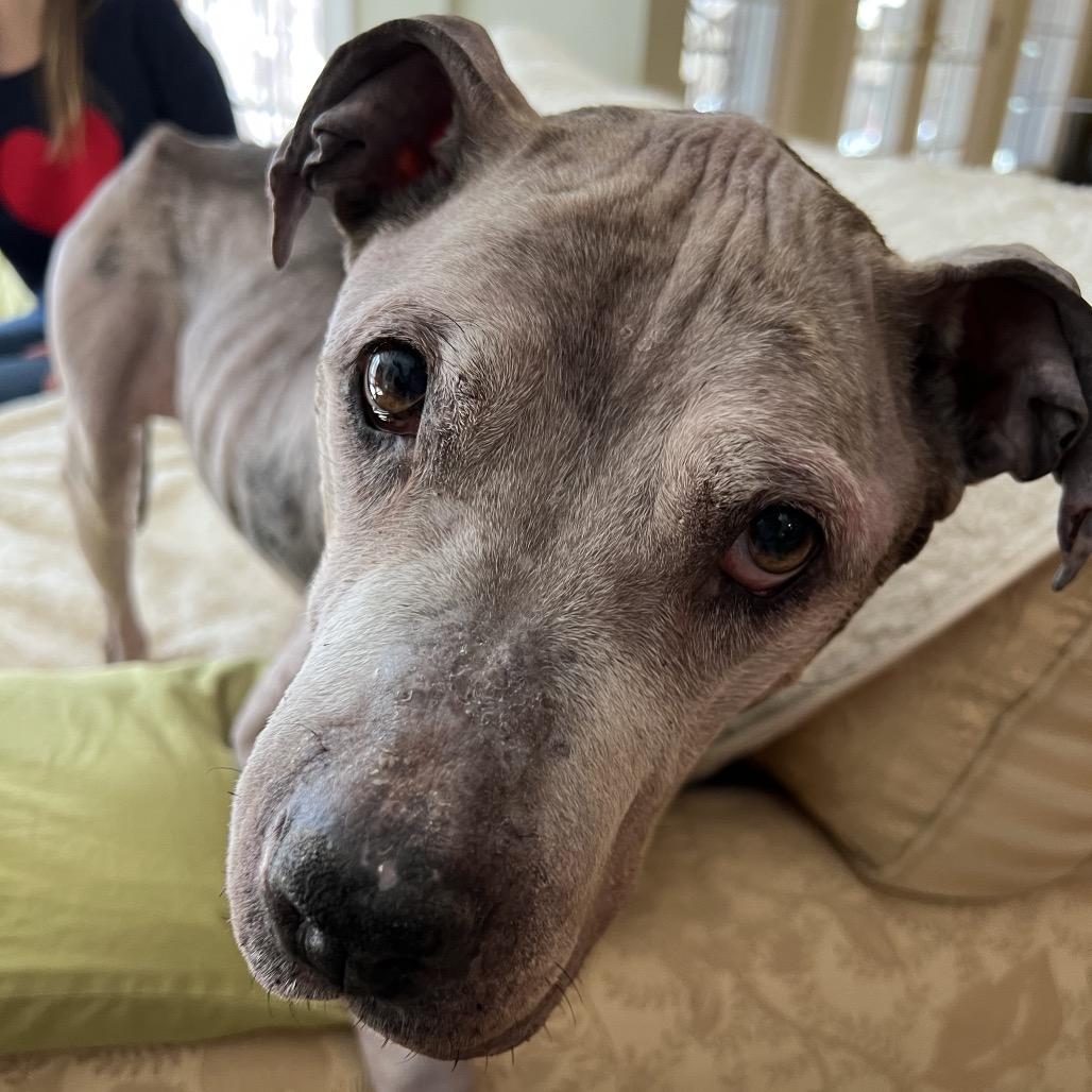 Enlarge Nike, a Adoptable Mixed Breed in Parkton, MD image 5/6