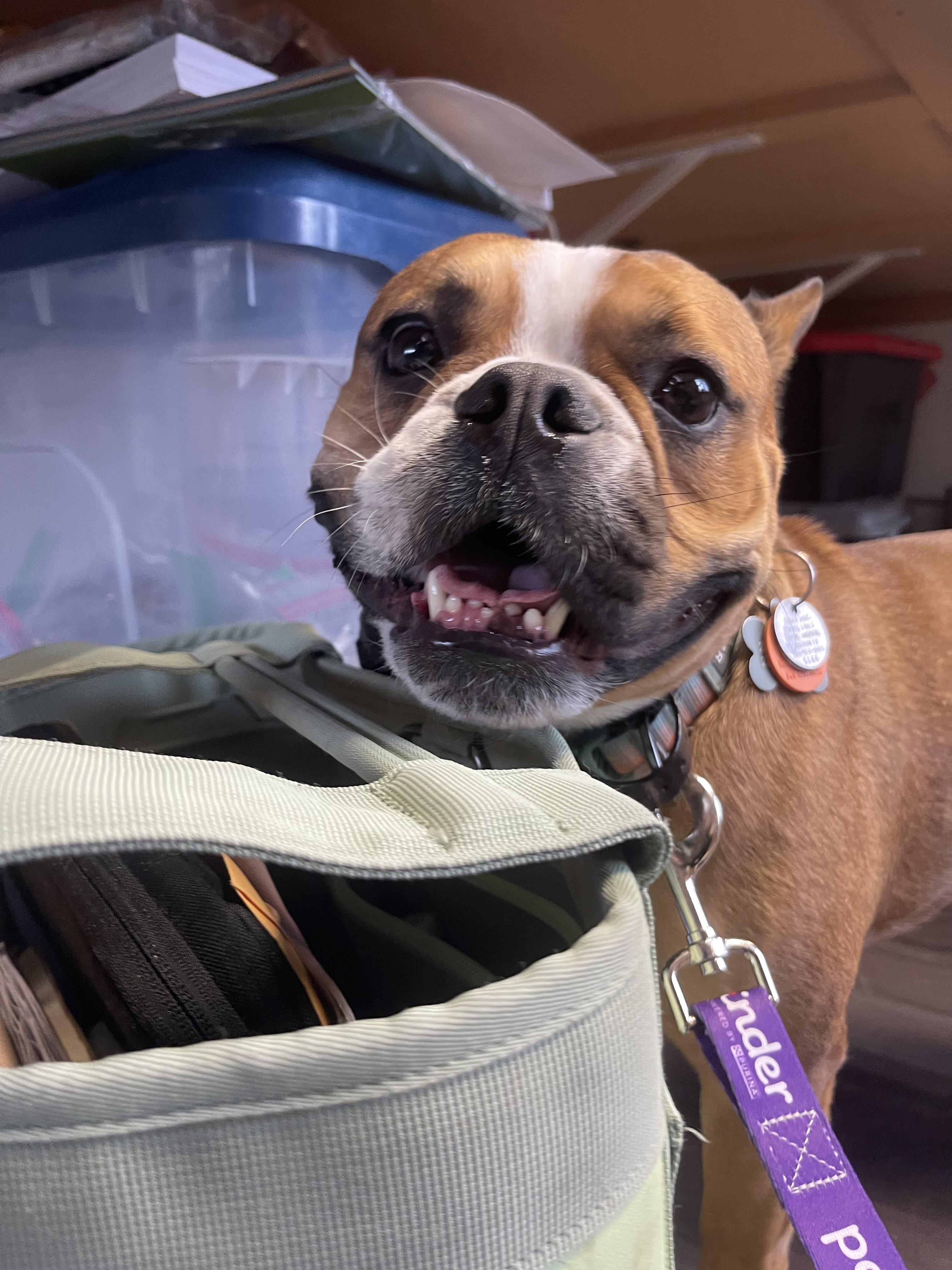 Enlarge Miso, an adopted French Bulldog in Des Moines, WA image 3/3