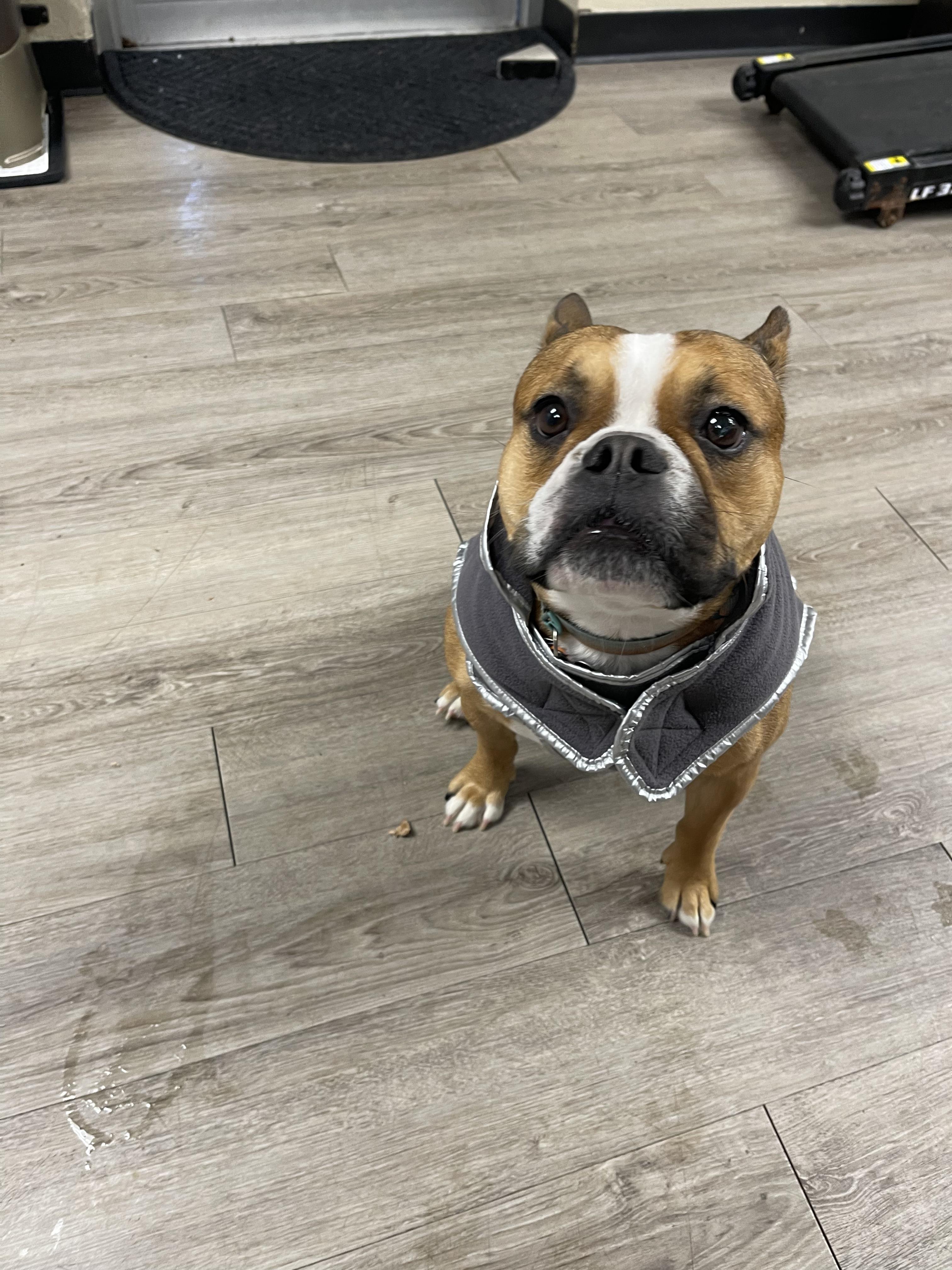 Miso, adopted, Adult Female French Bulldog.