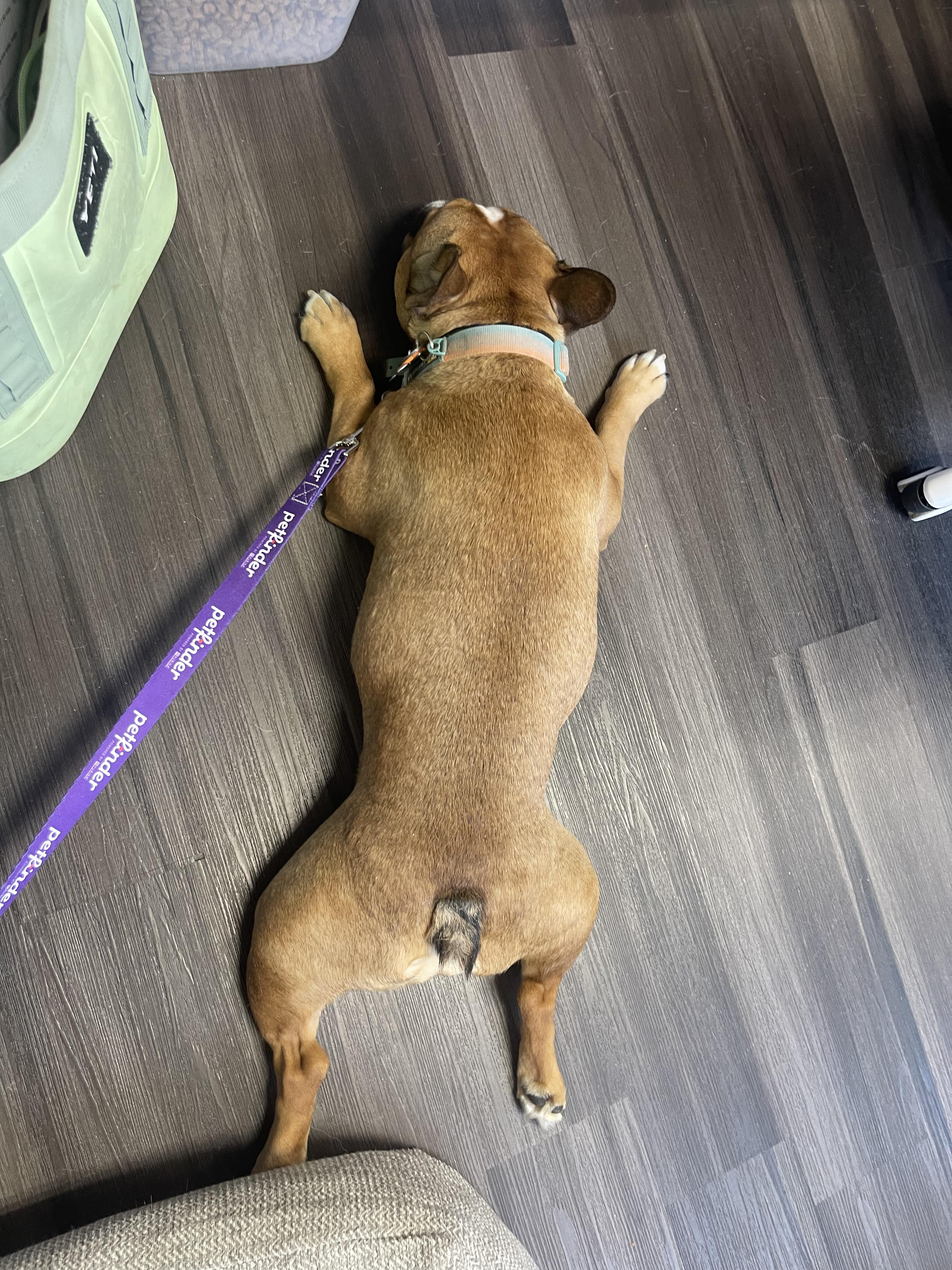 Enlarge Miso, an adopted French Bulldog in Des Moines, WA image 2/3