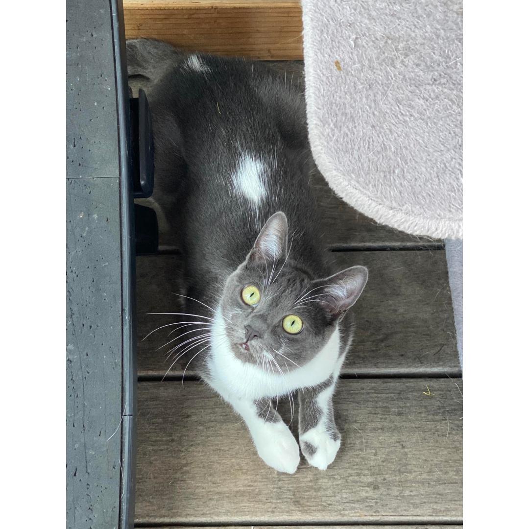 Enlarge Flapjack, a Adoptable Domestic Short Hair in Morgan Hill, CA image 3/5