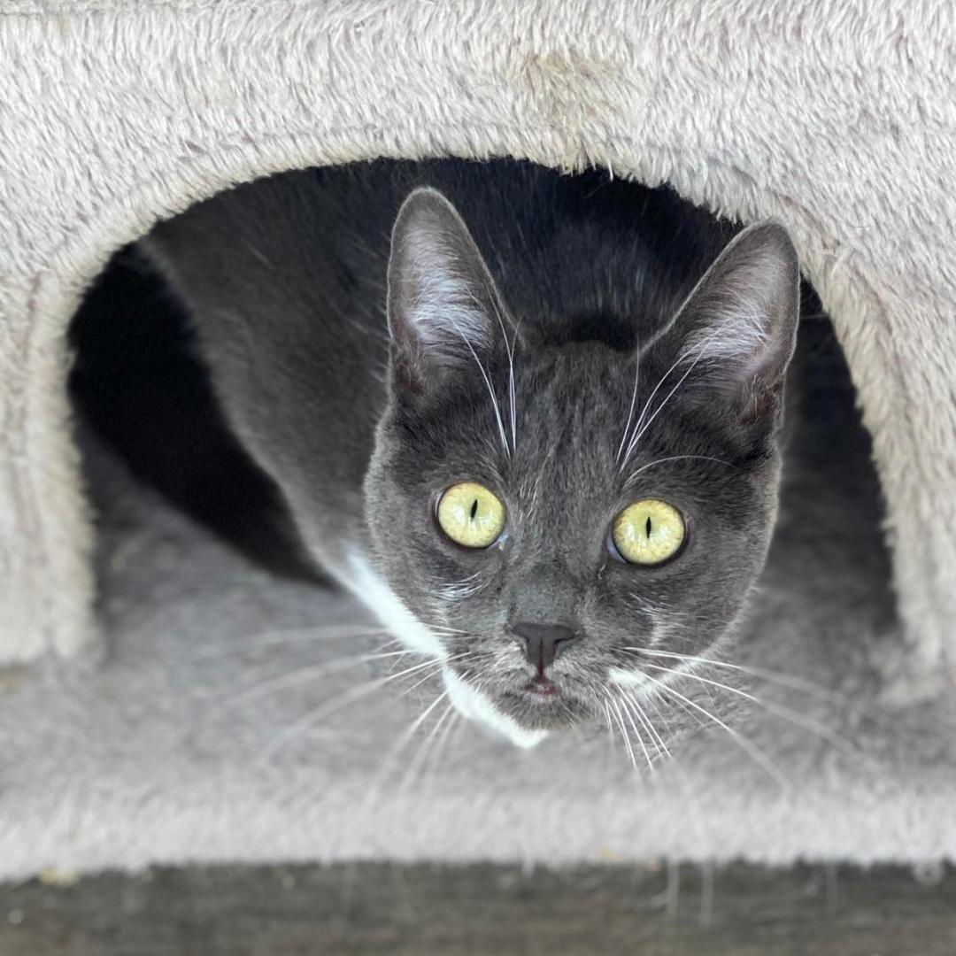 Enlarge Flapjack, a Adoptable Domestic Short Hair in Morgan Hill, CA image 5/5