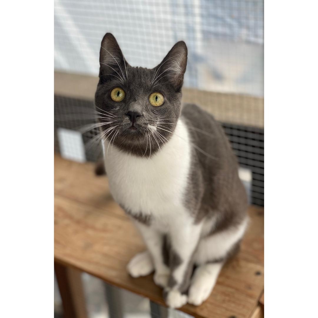 Enlarge Flapjack, a Adoptable Domestic Short Hair in Morgan Hill, CA image 4/5