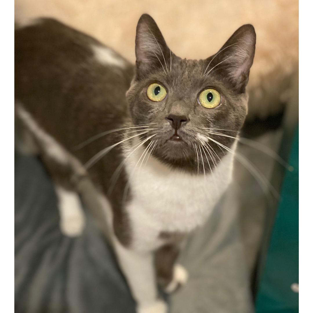 Flapjack, Adoptable, Young Male Domestic Short Hair.