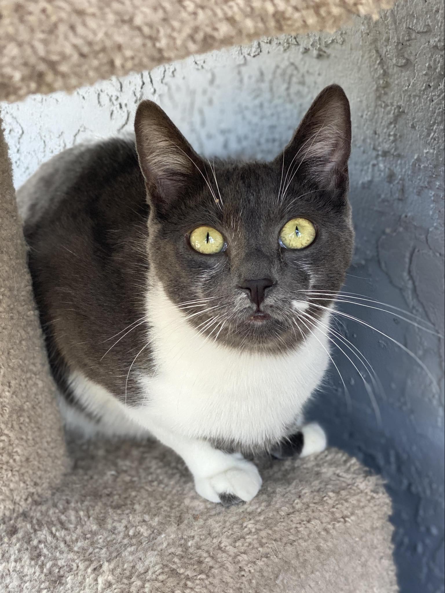 Enlarge Flapjack, a Adoptable Domestic Short Hair in Morgan Hill, CA image 2/5