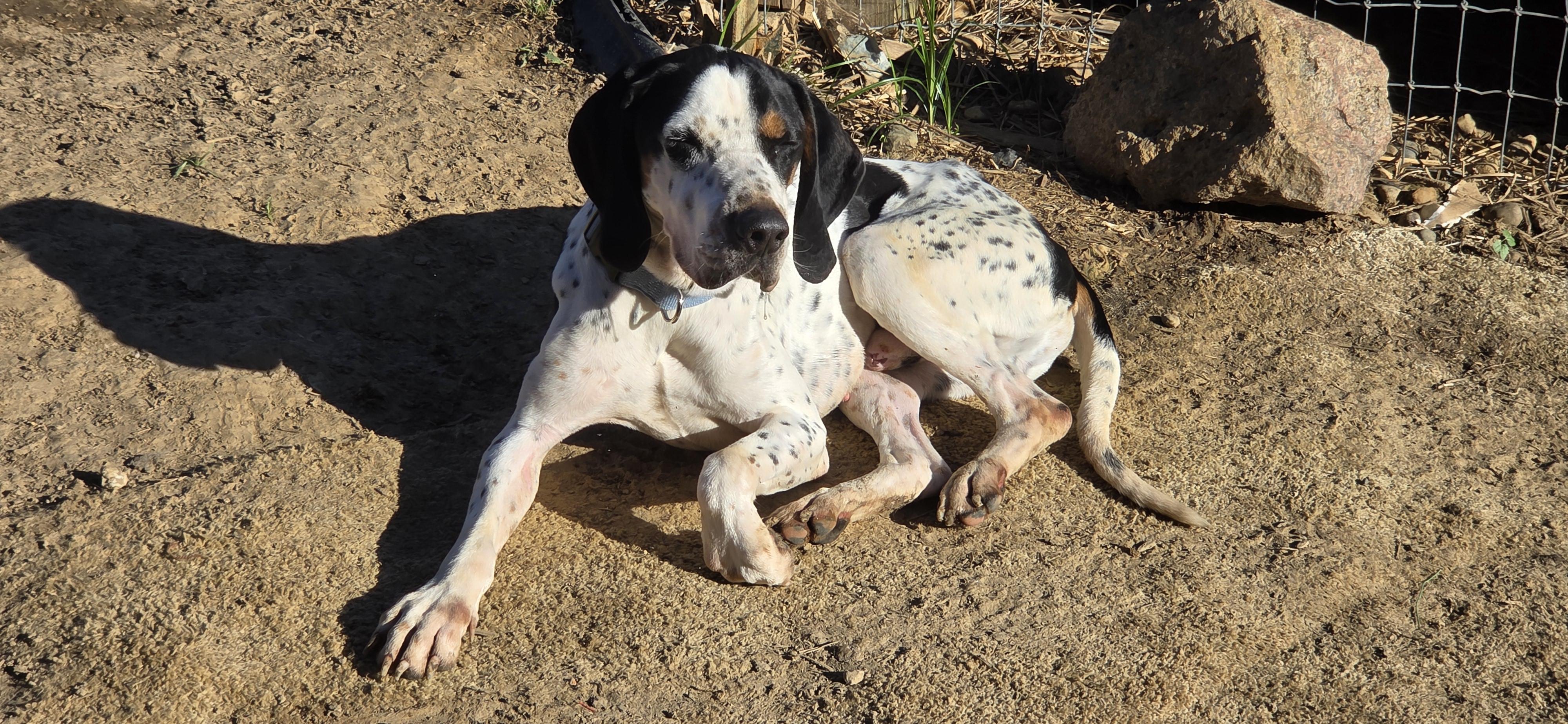 Bruiser, an adoptable Black and Tan Coonhound in Evansville, IN image 2/3