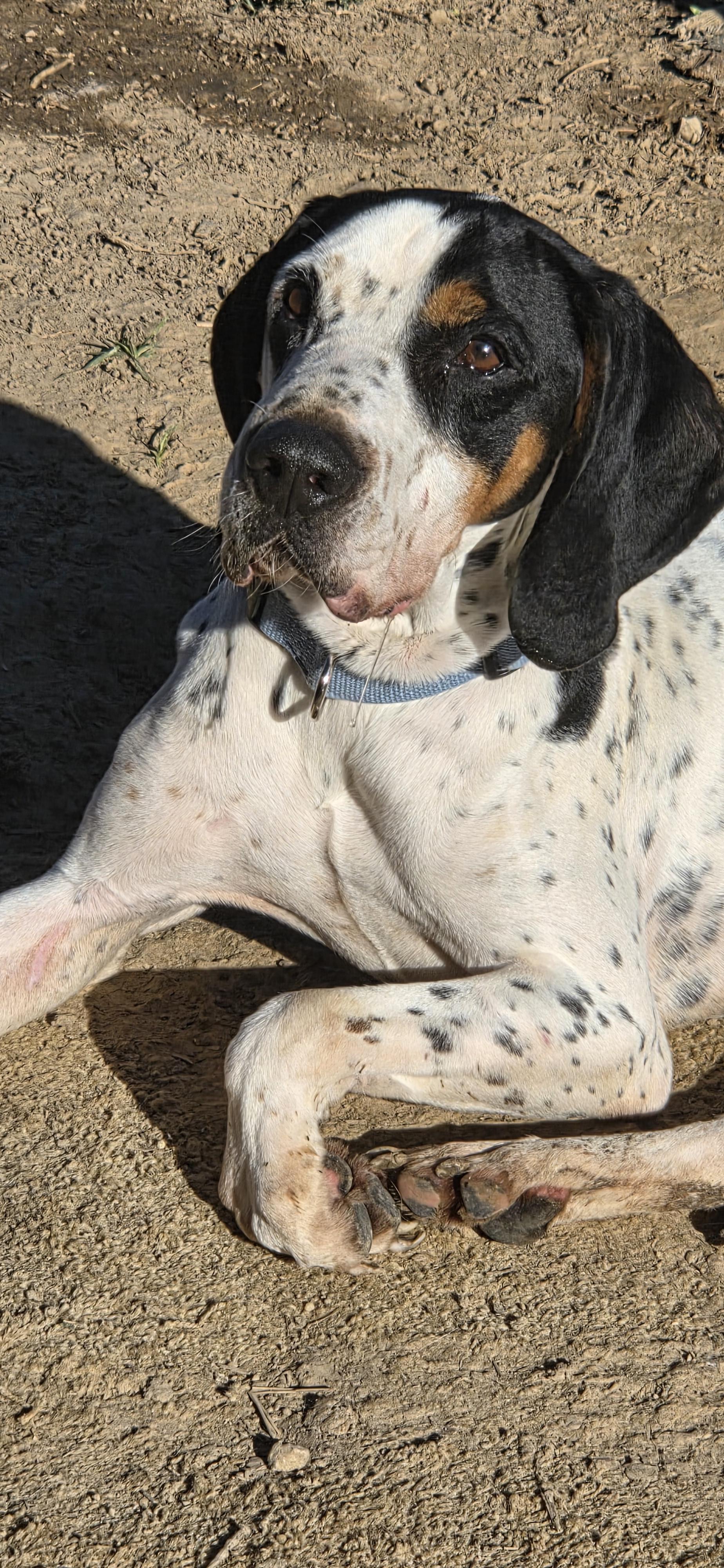 Bruiser, an adoptable Black and Tan Coonhound in Evansville, IN image 3/3