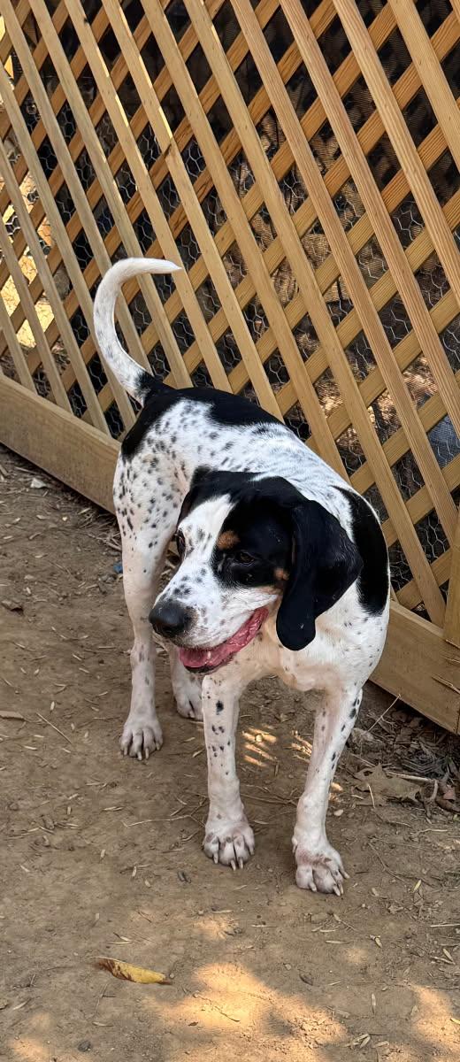 Enlarge Bruiser, a Adoptable Black and Tan Coonhound in Evansville, IN image 1/1