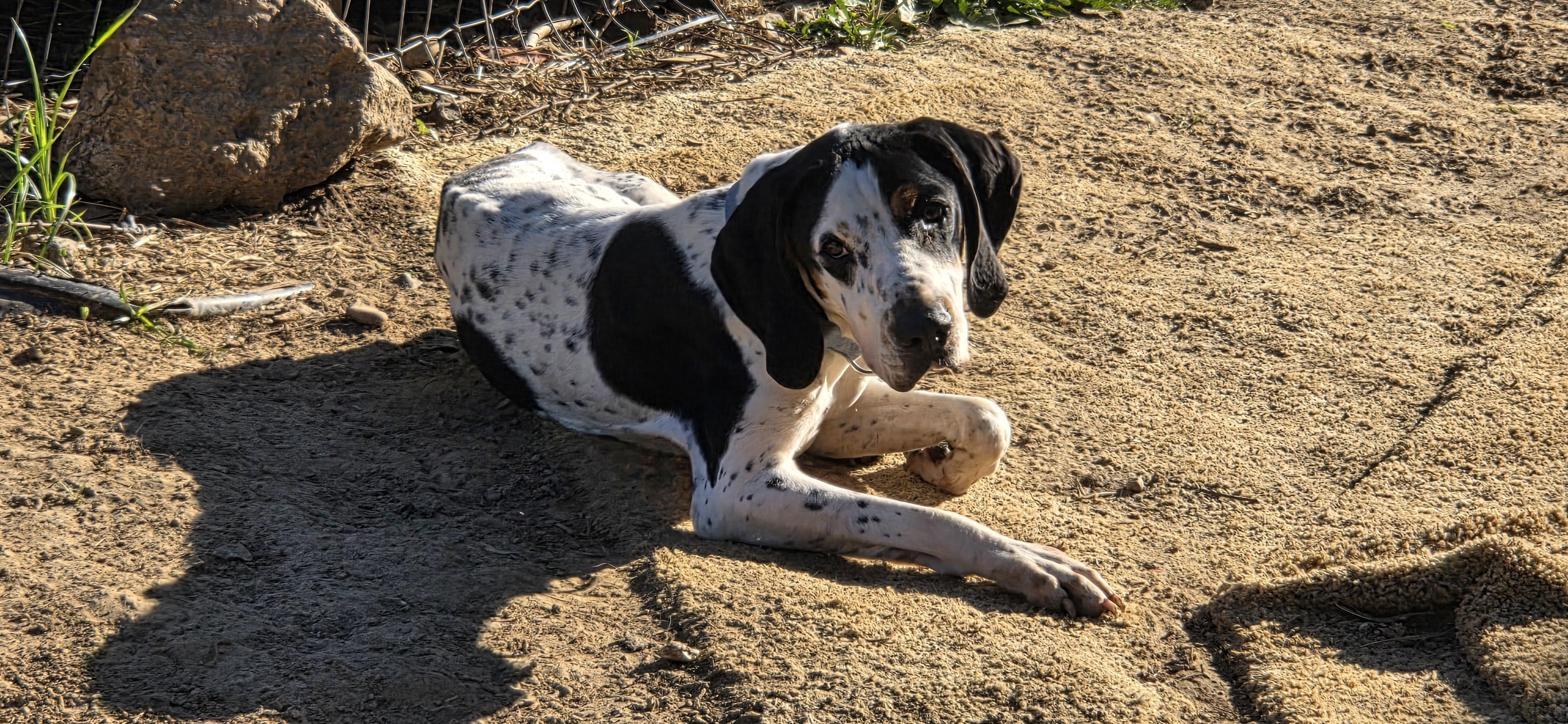 Bruiser, adoptable, Adult Male Black and Tan Coonhound.