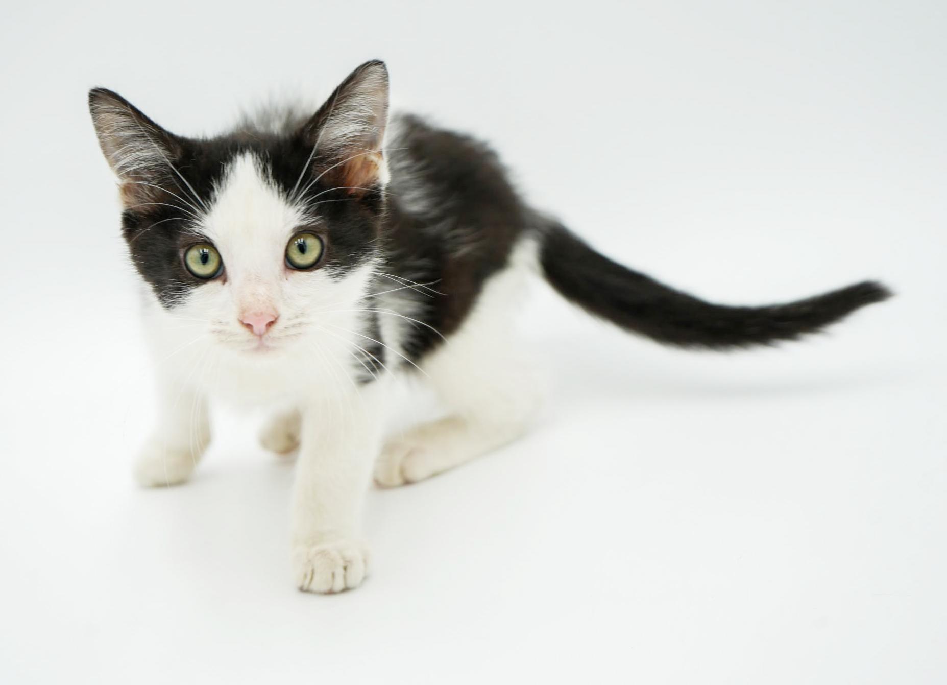 Columbo! He is so cute and cuddly - ready to solve your love mystery too!