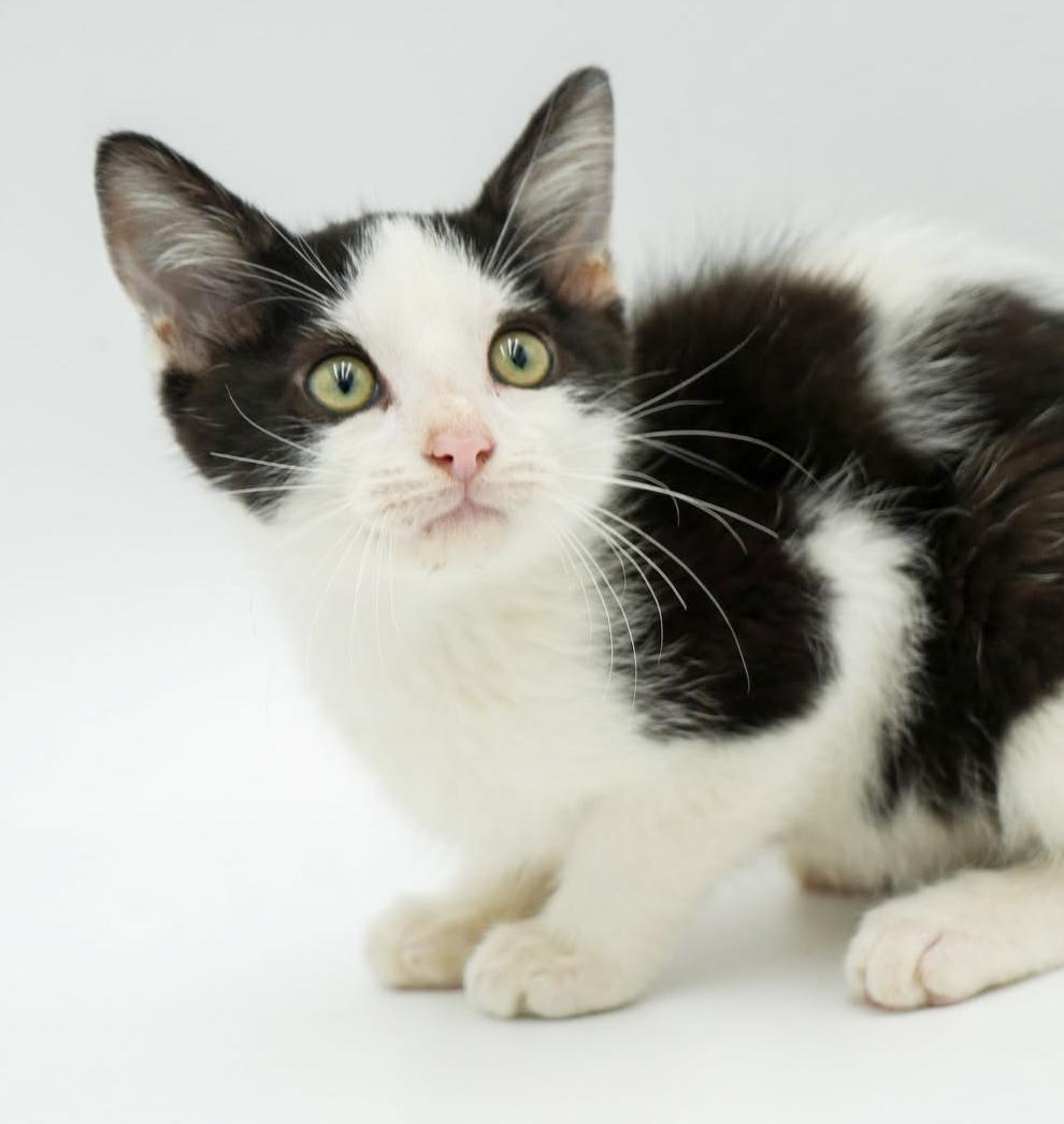 Columbo! He is so cute and cuddly - ready to solve your love mystery too!