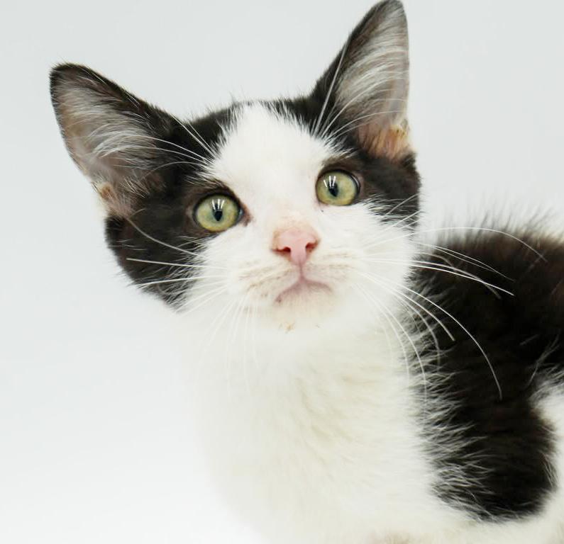 Columbo! He is so cute and cuddly - ready to solve your love mystery too!