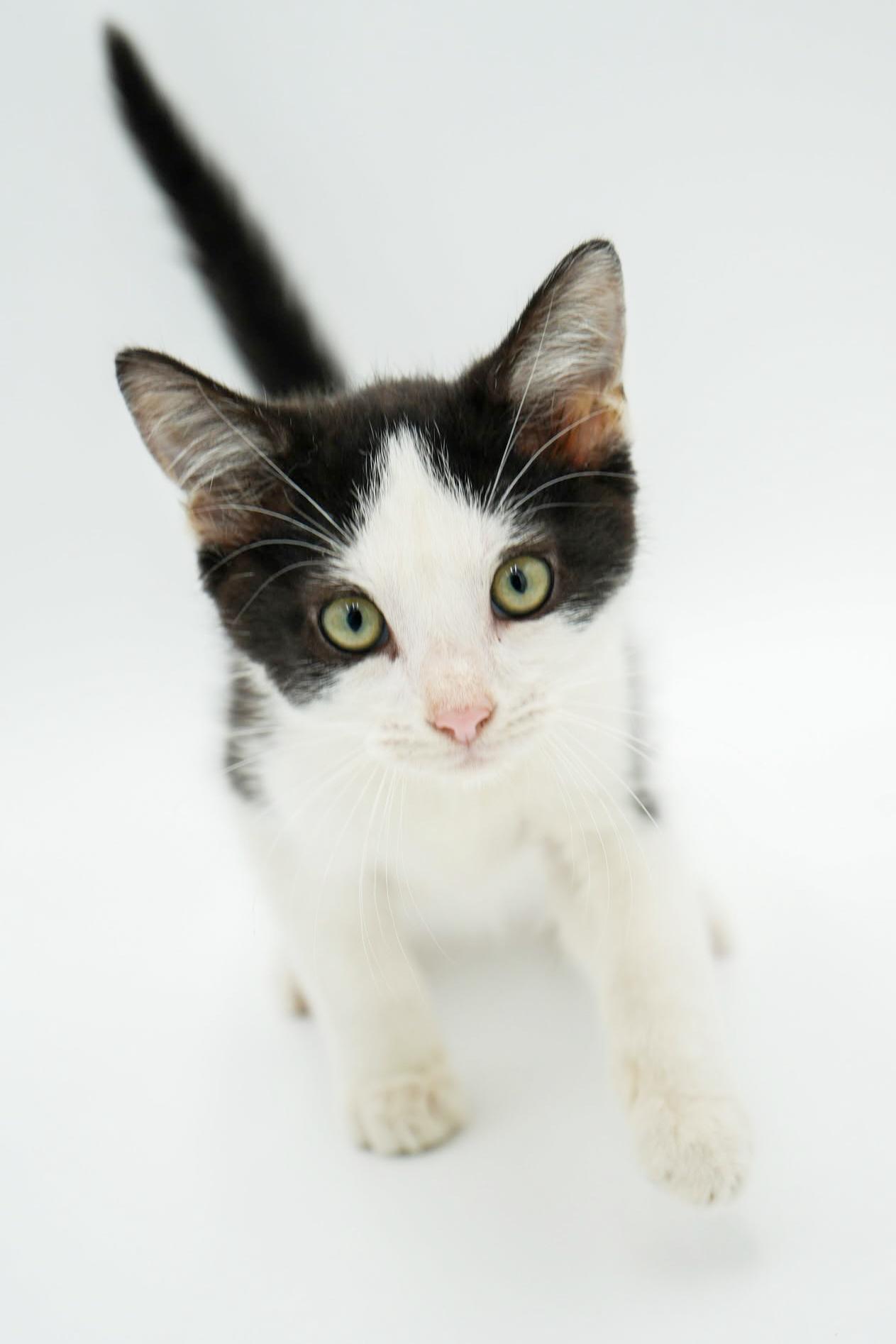 Columbo! He is so cute and cuddly - ready to solve your love mystery too!