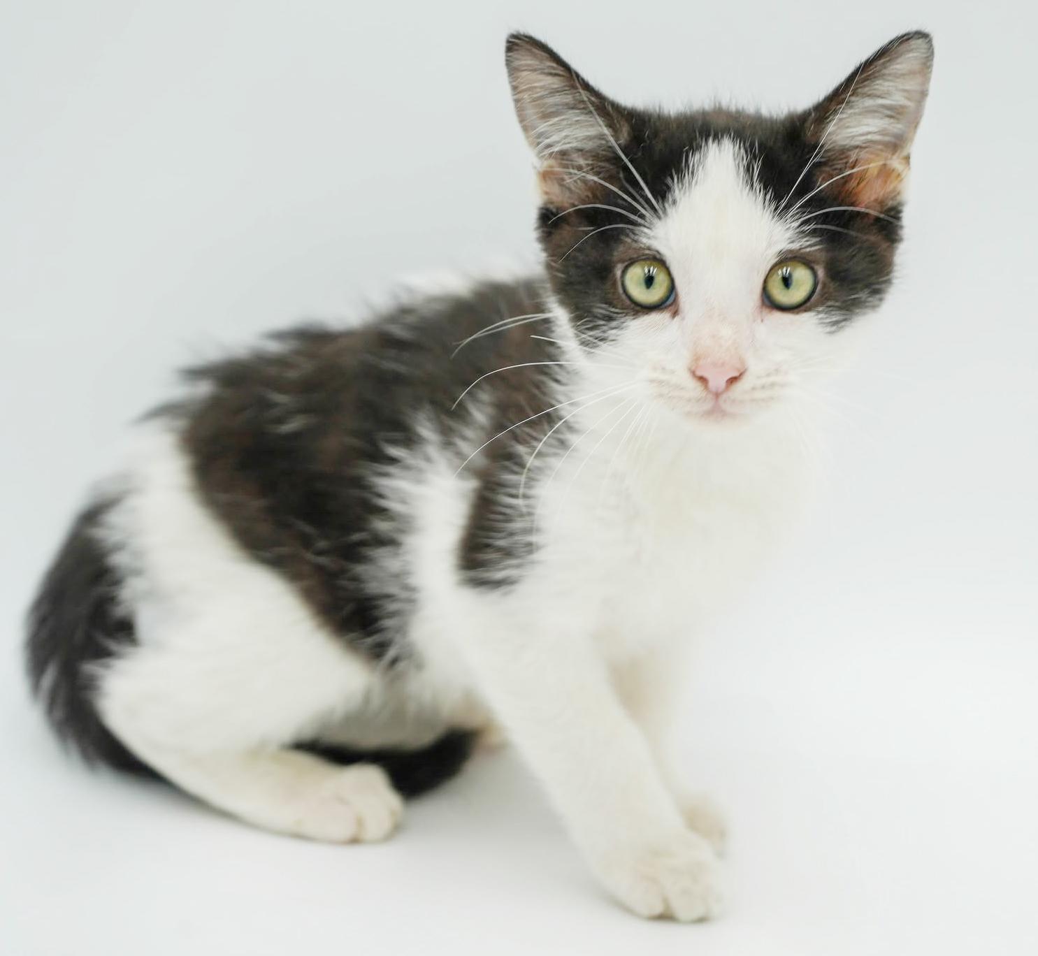 Columbo! He is so cute and cuddly - ready to solve your love mystery too!