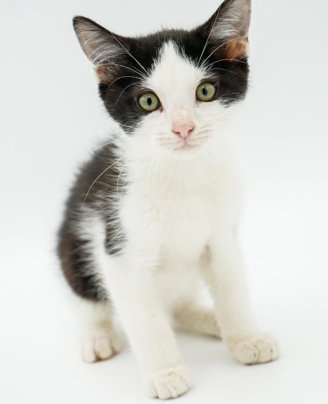 Columbo! He is so cute and cuddly - ready to solve your love mystery too!