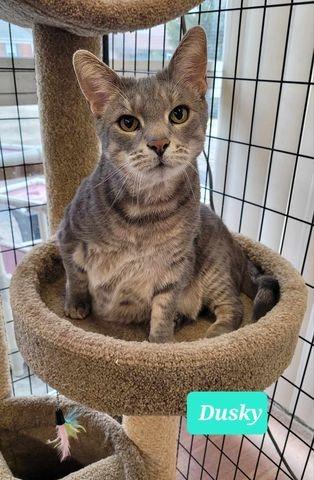 Enlarge Dusky, a Adoptable mixed breed in Richmond, IN image 1/6