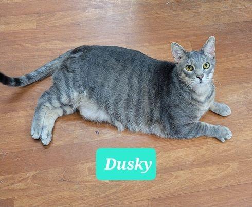 Enlarge Dusky, a Adoptable mixed breed in Richmond, IN image 2/6