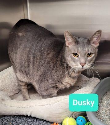 Enlarge Dusky, a Adoptable mixed breed in Richmond, IN image 3/6