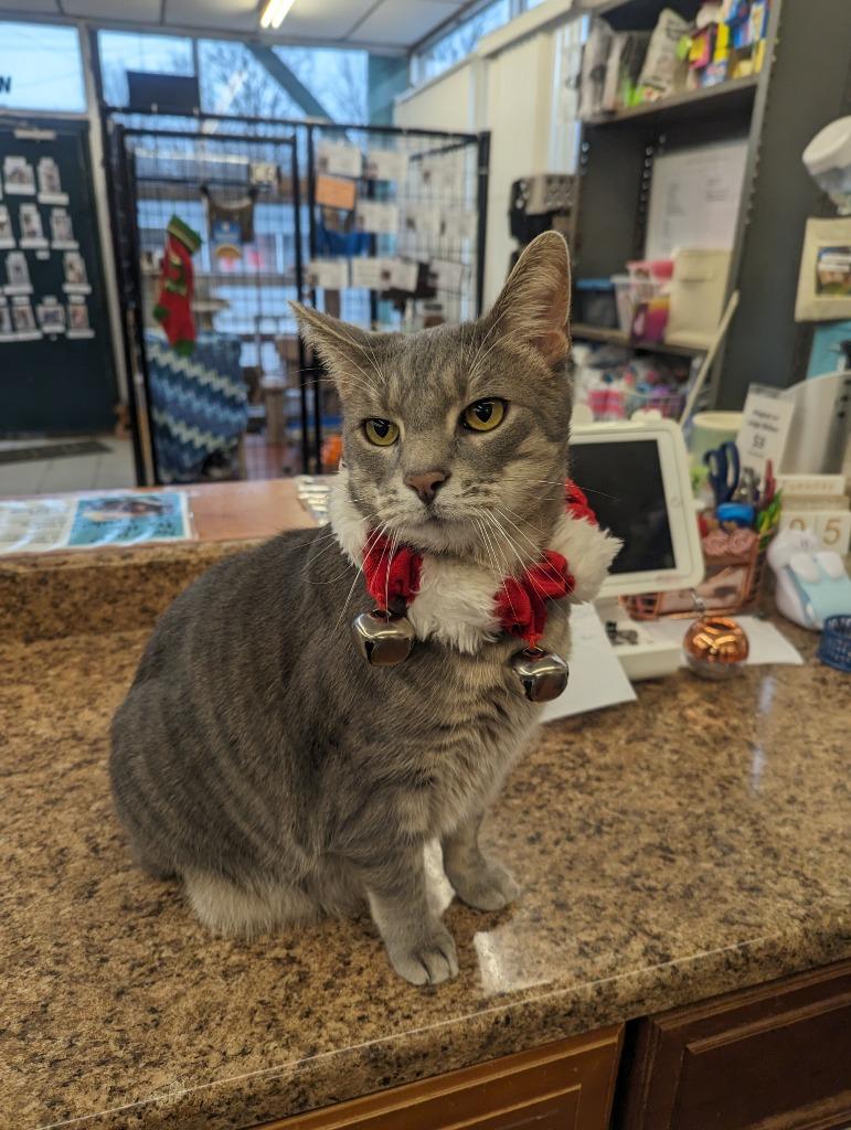 Enlarge Dusky, a Adoptable mixed breed in Richmond, IN image 4/6