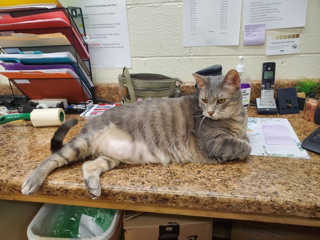 Enlarge Dusky, a Adoptable mixed breed in Richmond, IN image 5/6