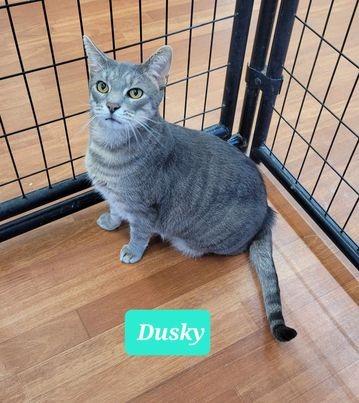 Enlarge Dusky, a Adoptable mixed breed in Richmond, IN image 6/6