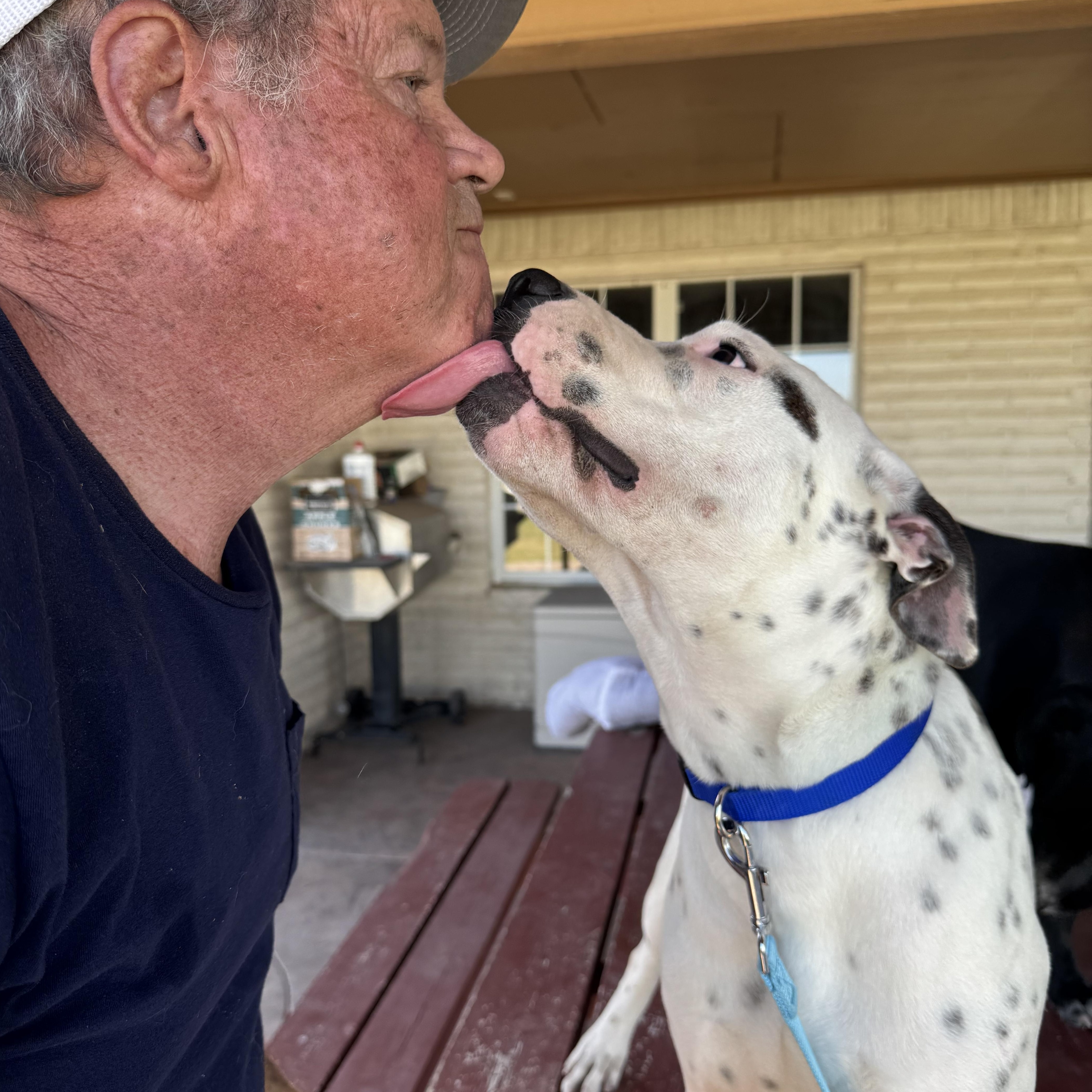 Enlarge Rusty, an adopted mixed breed in White Marsh, MD image 2/4
