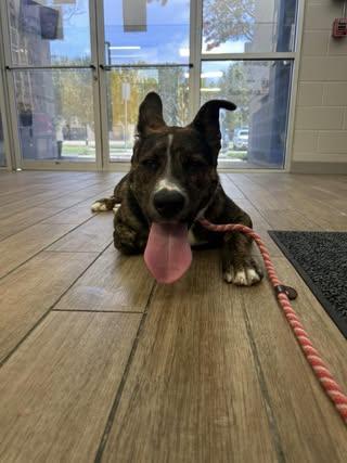 Robin, Adoptable, Young Male Shepherd.