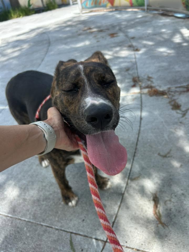 Robin, a Adoptable Shepherd in Rowlett, TX image 2/3