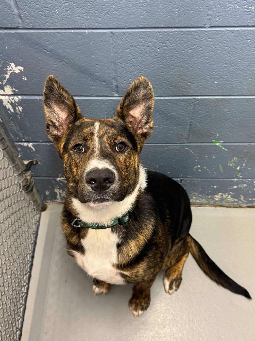 Robin, a Adoptable Shepherd in Rowlett, TX image 3/3