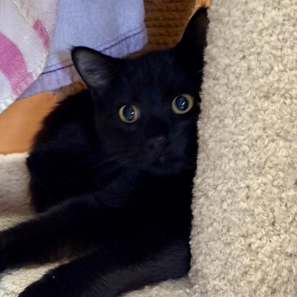 Enlarge Annie, a Adoptable Domestic Short Hair in Fresno, CA image 1/1