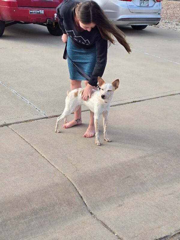Dolly, Adoptable, Adult Female Australian Cattle Dog / Blue Heeler.