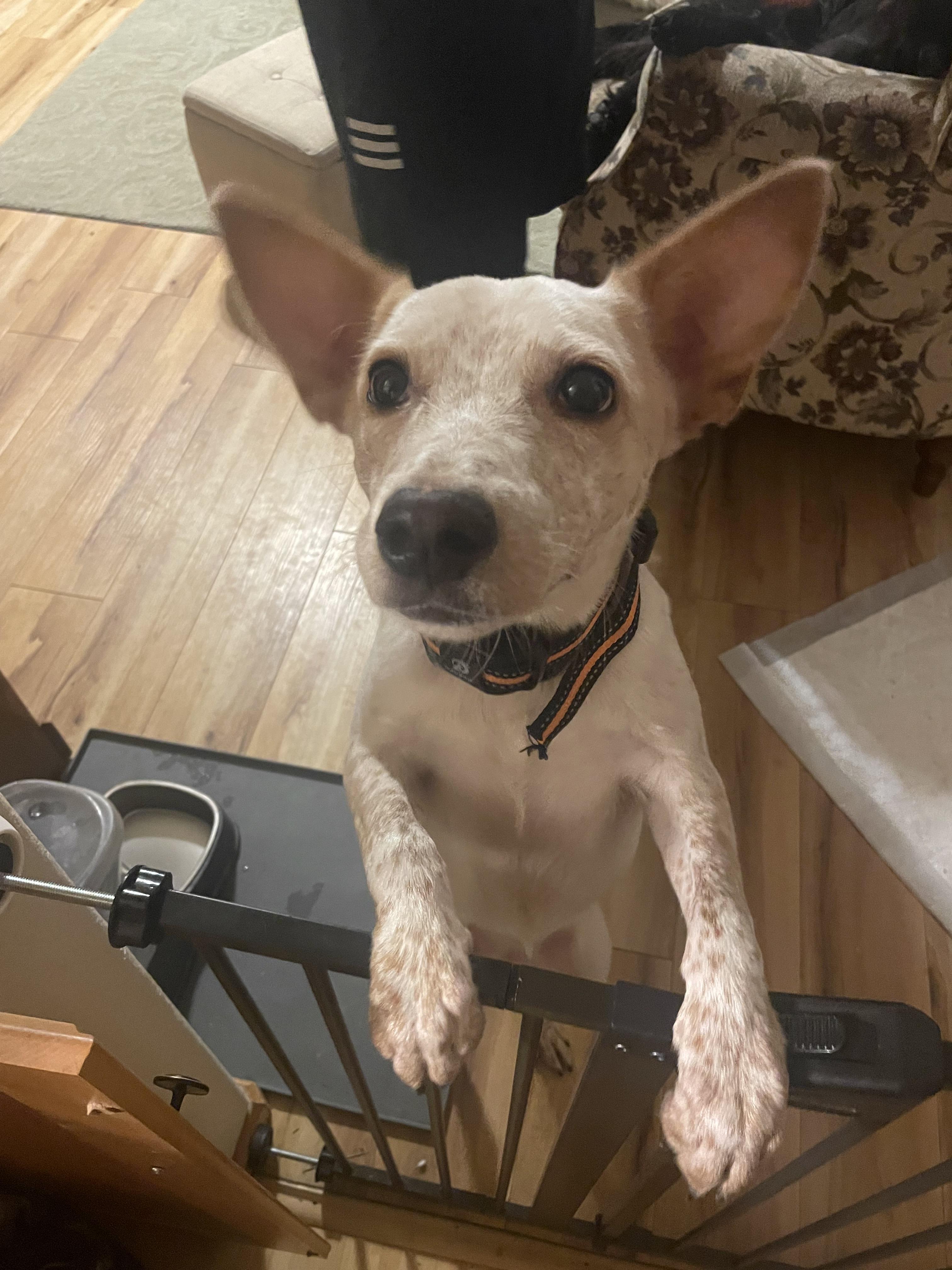 Enlarge Dolly, a Adoptable Australian Cattle Dog / Blue Heeler in Elizabeth, CO image 2/6