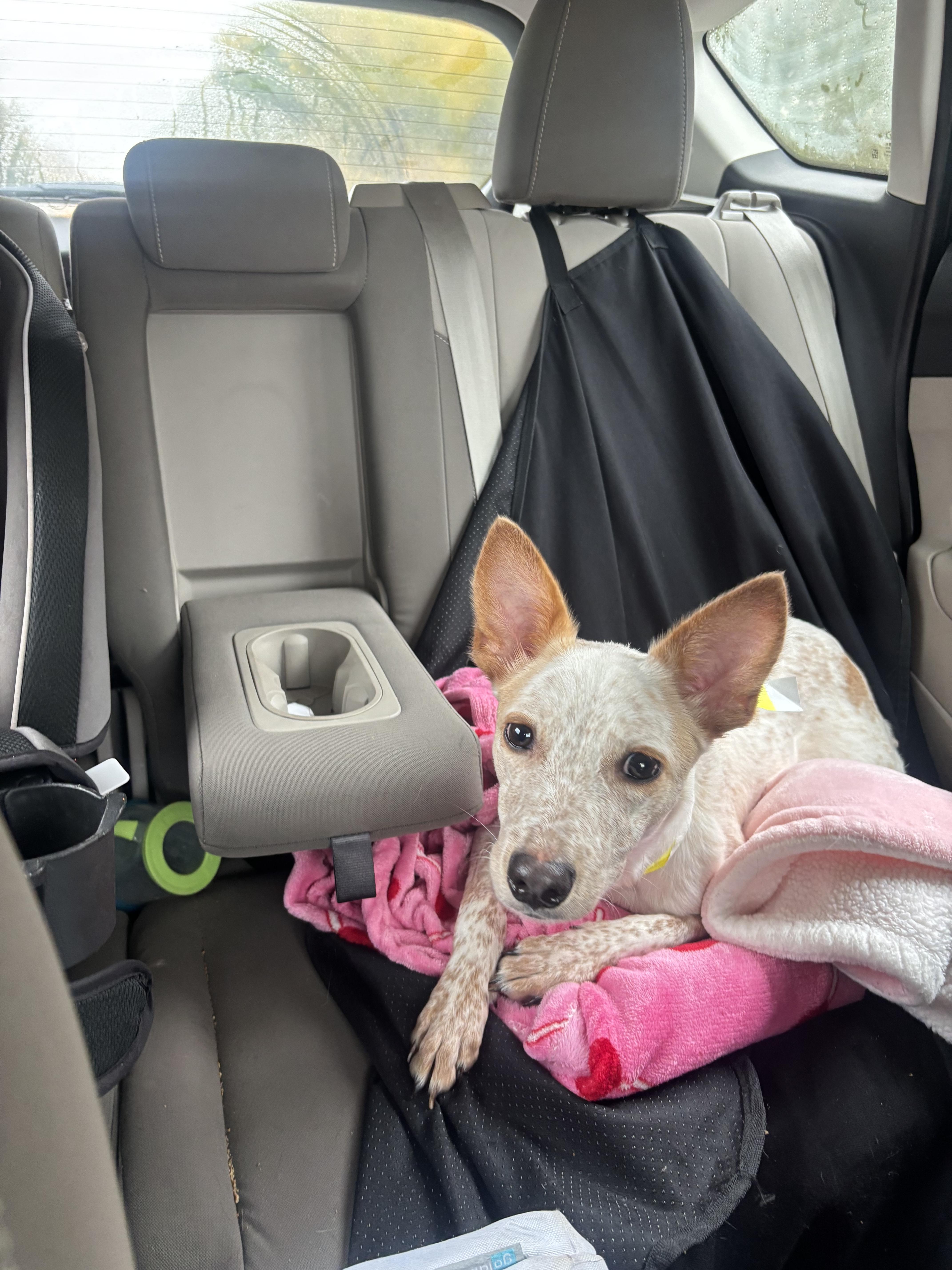 Enlarge Dolly, a Adoptable Australian Cattle Dog / Blue Heeler in Elizabeth, CO image 4/6