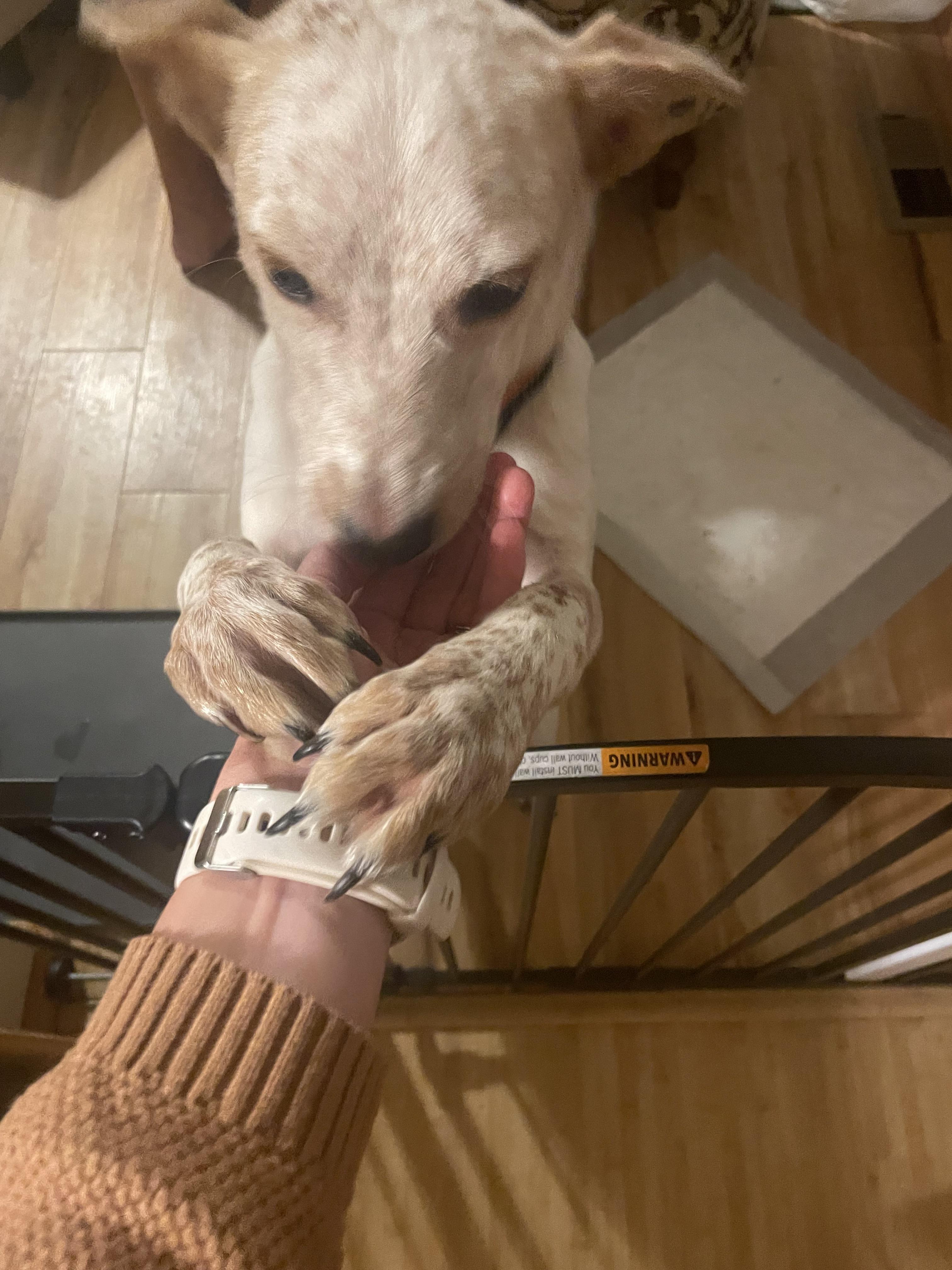 Enlarge Dolly, a Adoptable Australian Cattle Dog / Blue Heeler in Elizabeth, CO image 5/6