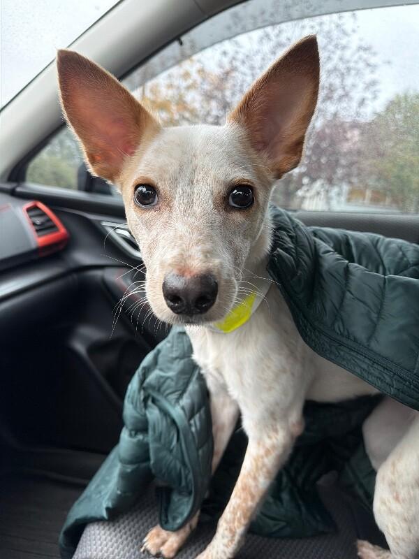 Enlarge Dolly, a Adoptable Australian Cattle Dog / Blue Heeler in Elizabeth, CO image 6/6