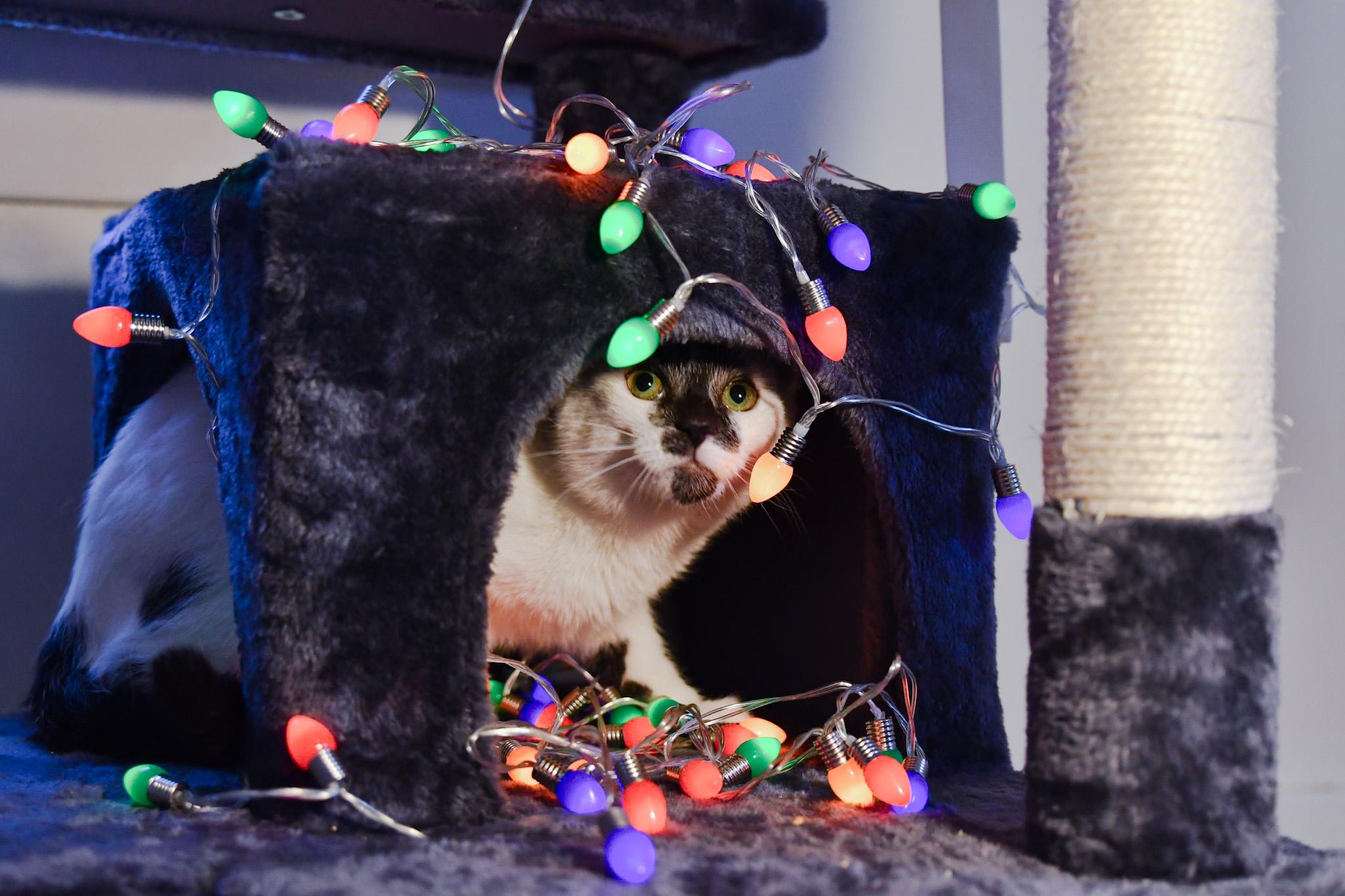 Enlarge Pastrami, a ADOPTABLE Domestic Short Hair in Hermitage, PA image 1/4