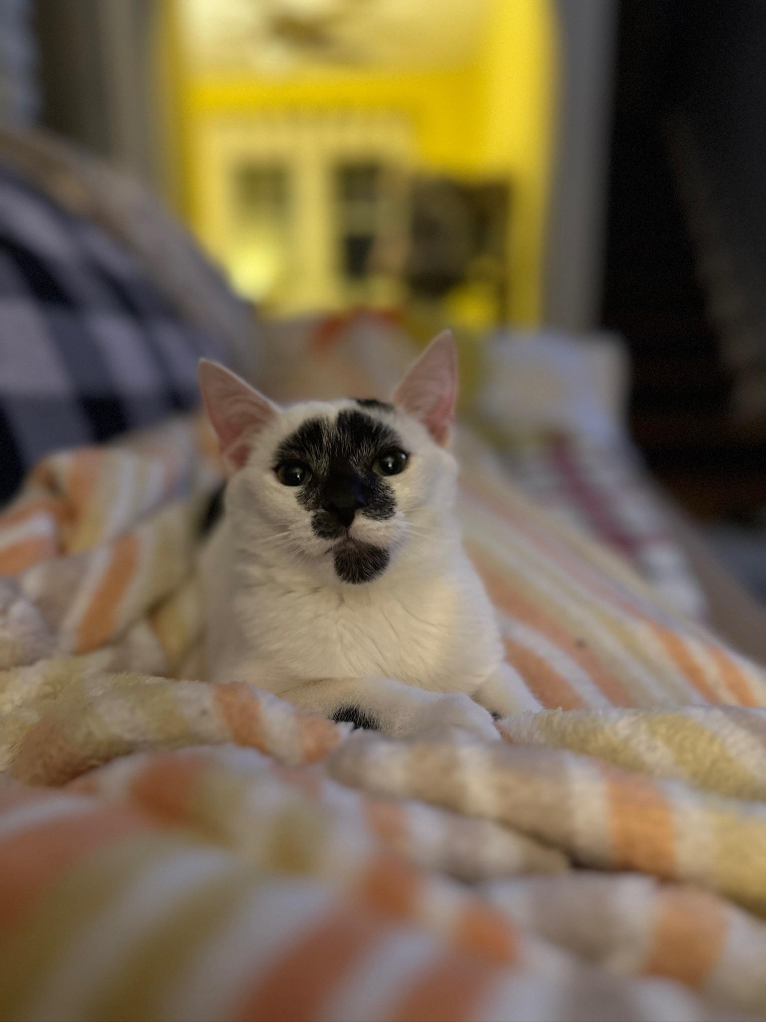 Enlarge Pastrami, a ADOPTABLE Domestic Short Hair in Hermitage, PA image 2/4