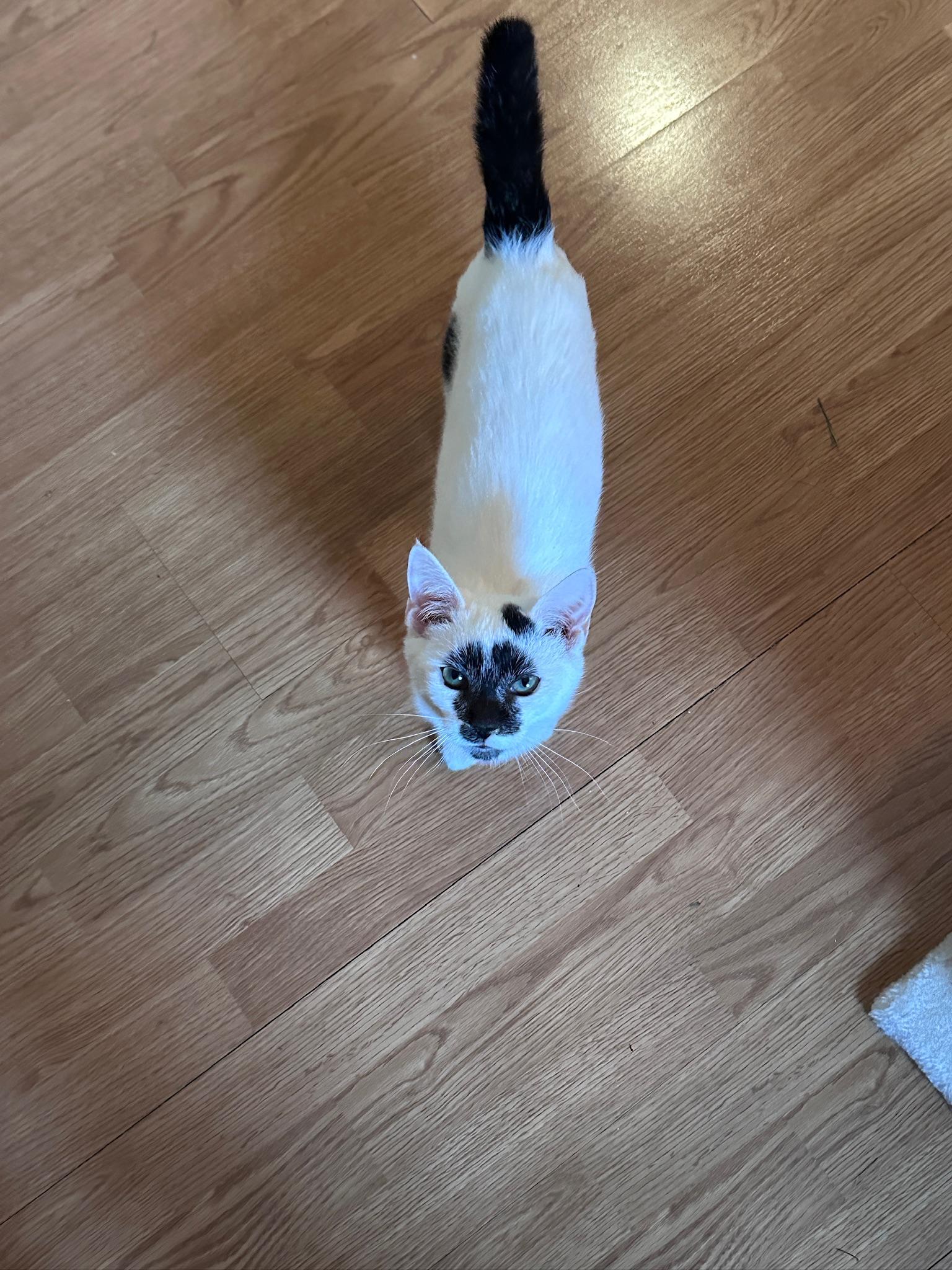 Enlarge Pastrami, a ADOPTABLE Domestic Short Hair in Hermitage, PA image 3/4