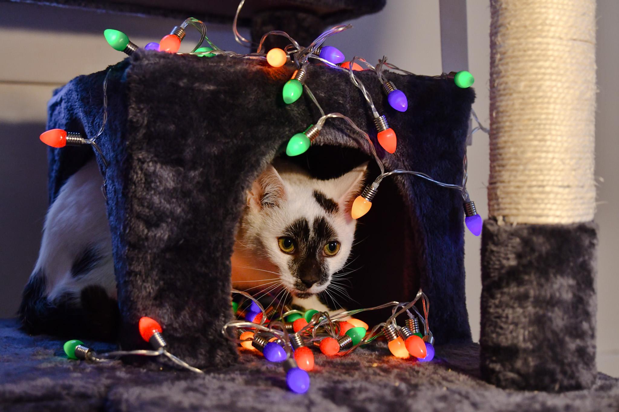 Enlarge Pastrami, a ADOPTABLE Domestic Short Hair in Hermitage, PA image 4/4