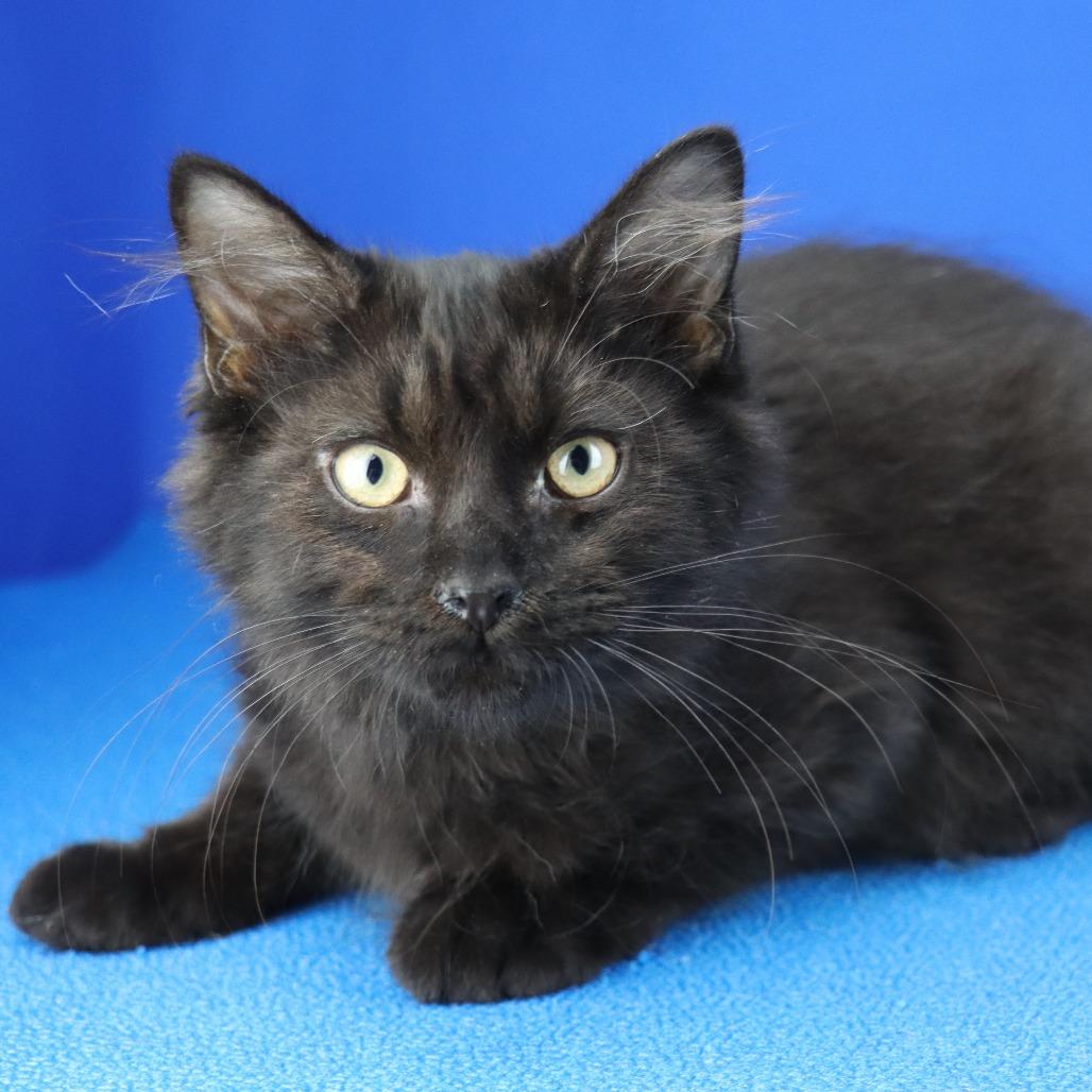 Enlarge Sapphire - 103003T, a Adoptable Domestic Medium Hair in Tupelo, MS image 2/3
