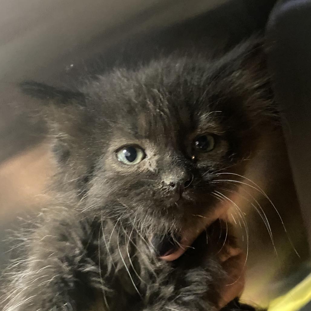 Enlarge Sapphire - 103003T, a Adoptable Domestic Medium Hair in Tupelo, MS image 3/3