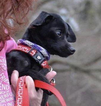 Enlarge Bamm-Bamm, a Adoptable Chihuahua in Florence, KY image 1/1