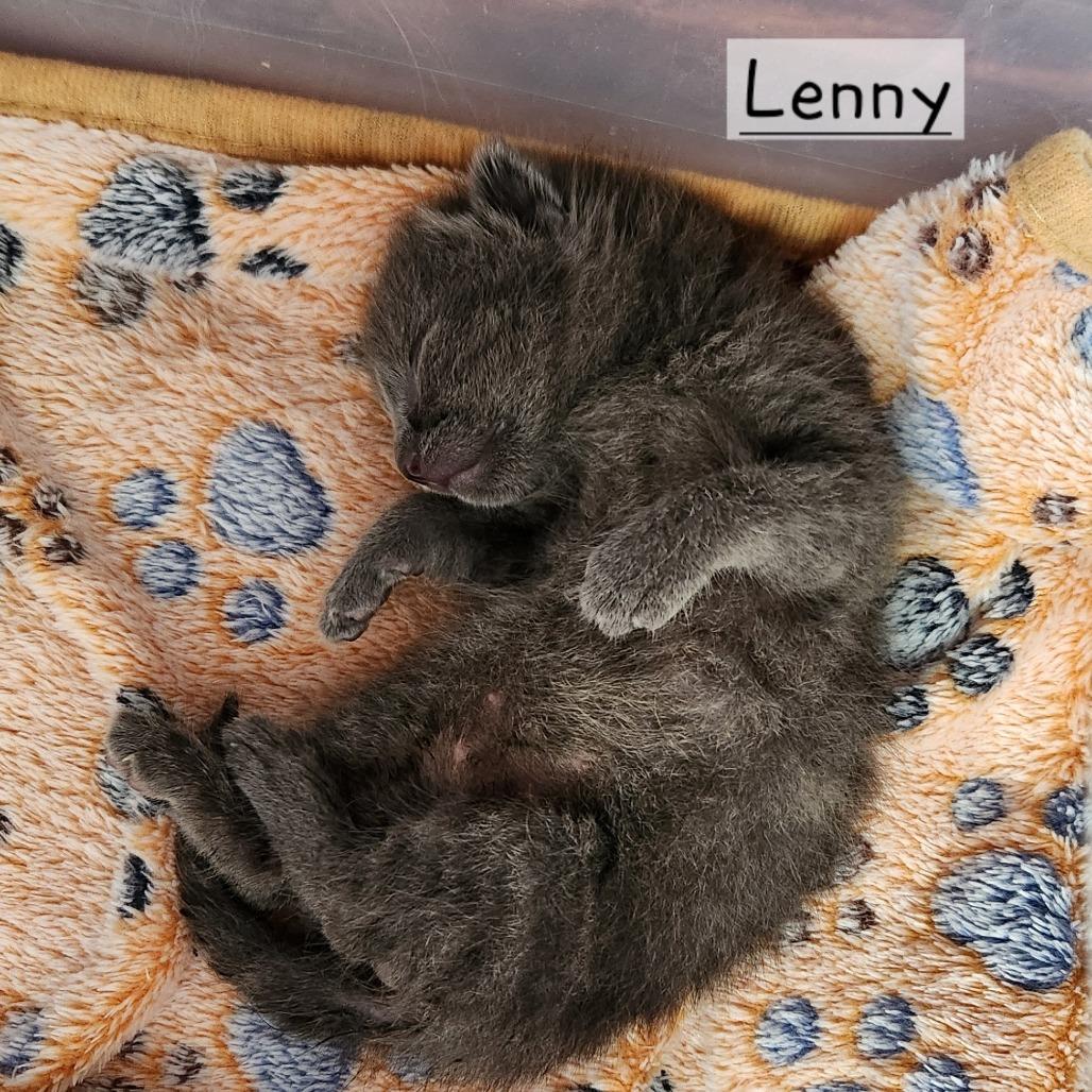 B-Lenny, Adoptable, Kitten Male Domestic Medium Hair.