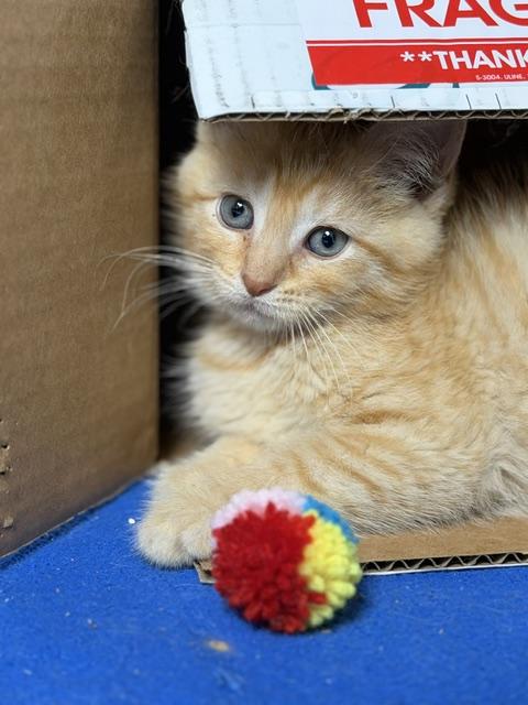 James, adopted, Kitten Male Domestic Short Hair.