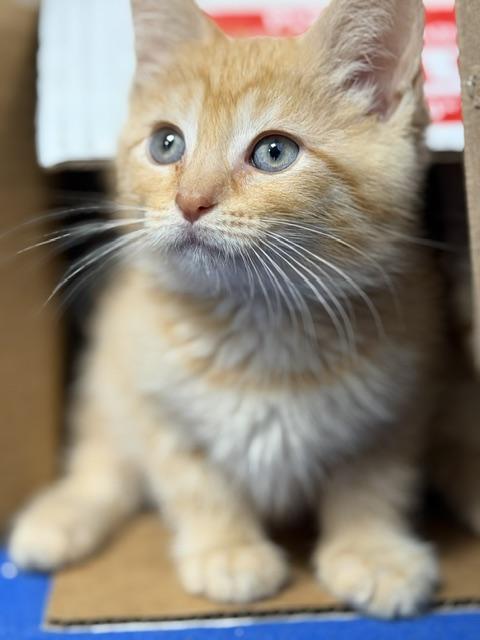 James, an adopted Domestic Short Hair in Cleveland, OH image 2/2