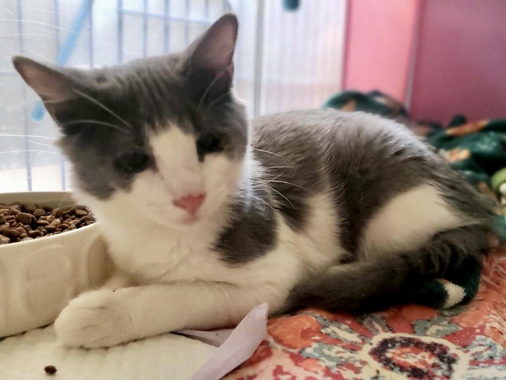 Enlarge Hoppy, a Adoptable Domestic Long Hair in Wasilla, AK image 4/4