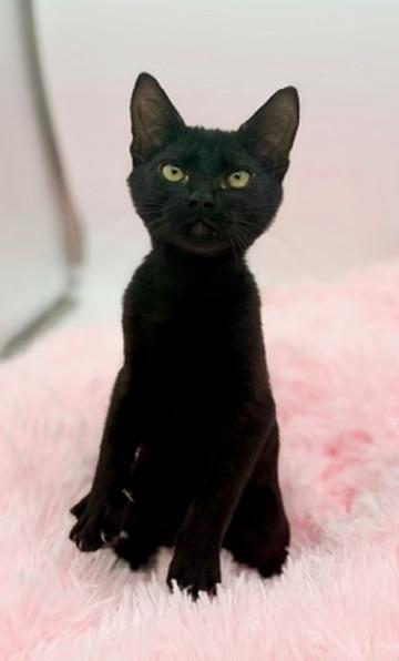 Thicket, adopted, Kitten Male Domestic Short Hair.