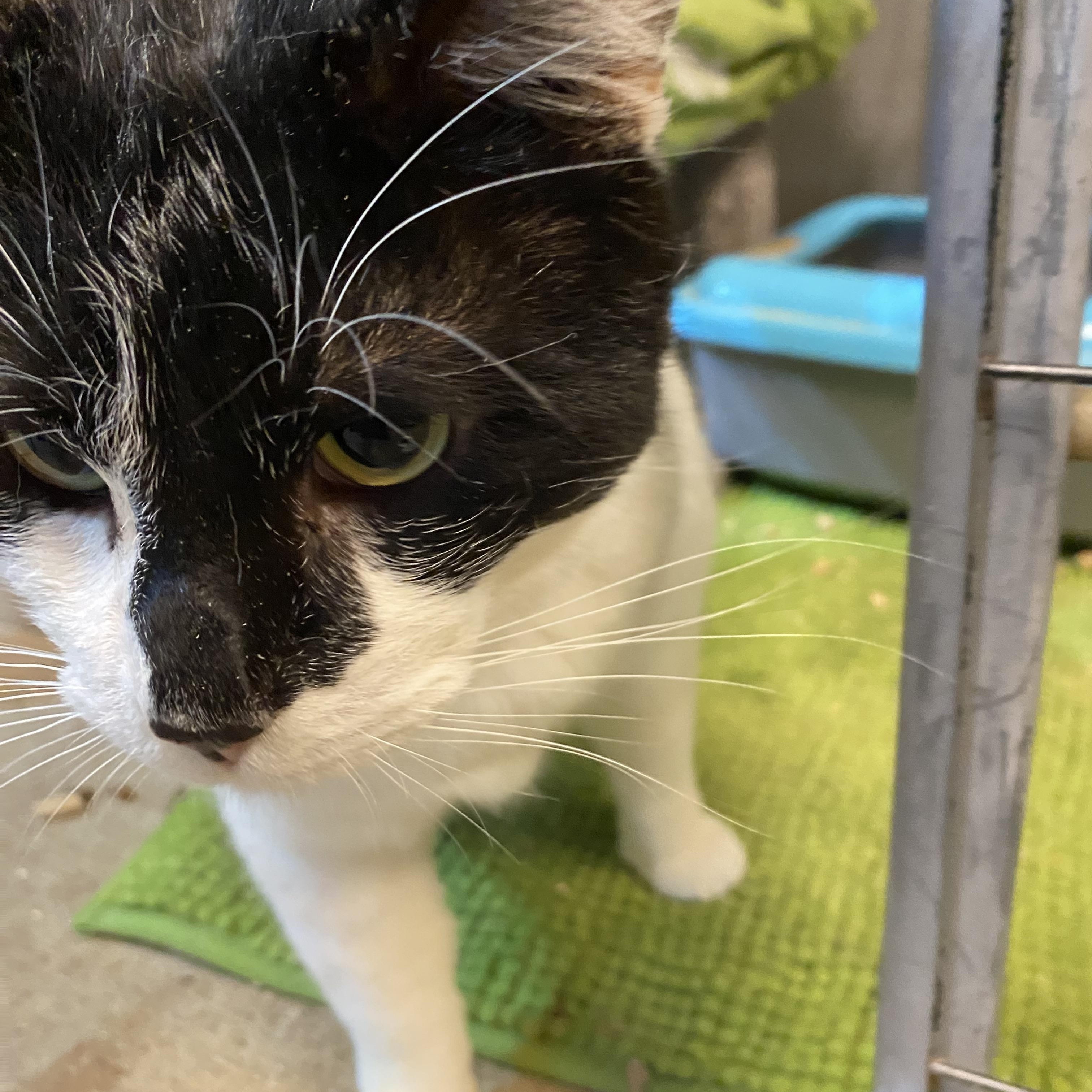 Enlarge Cow Cat, a Adoptable mixed breed in Stanwood, WA image 1/1